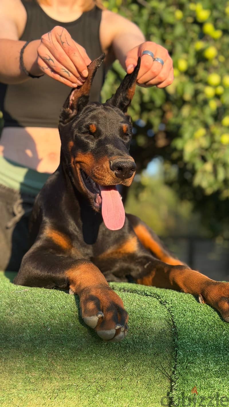 Imported Doberman puppy available boy order 5
