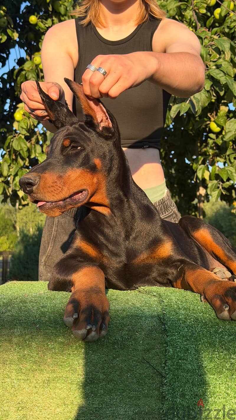Imported Doberman puppy available boy order 6