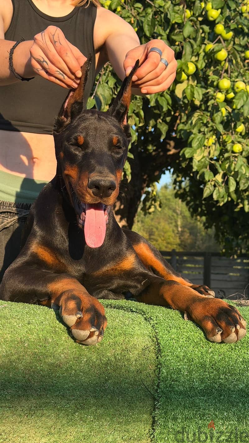 Imported Doberman puppy available boy order 7