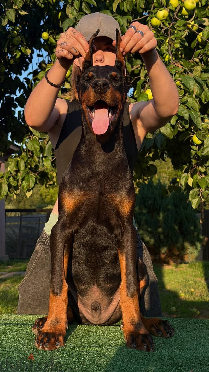 Imported Doberman puppy available boy order 8