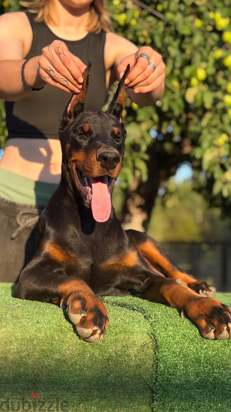 Imported Doberman puppy available boy order 9