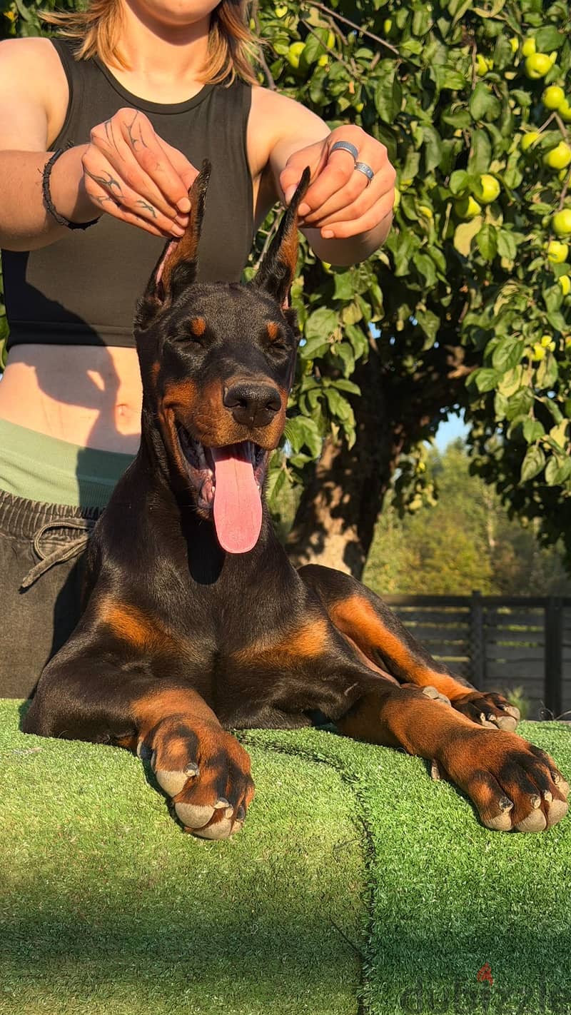 Imported Doberman puppy available boy order 10