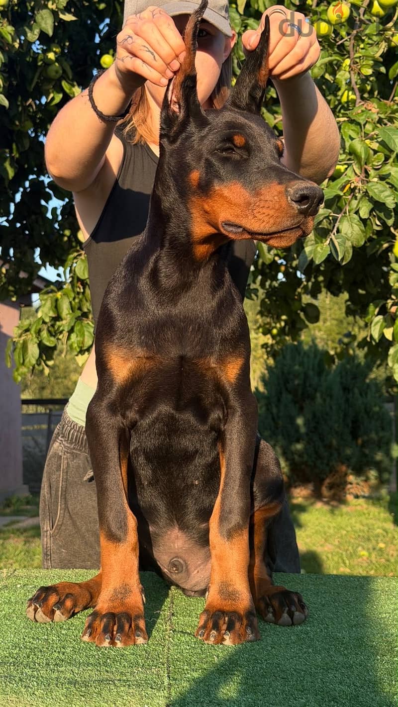Imported Doberman puppy available boy order 11