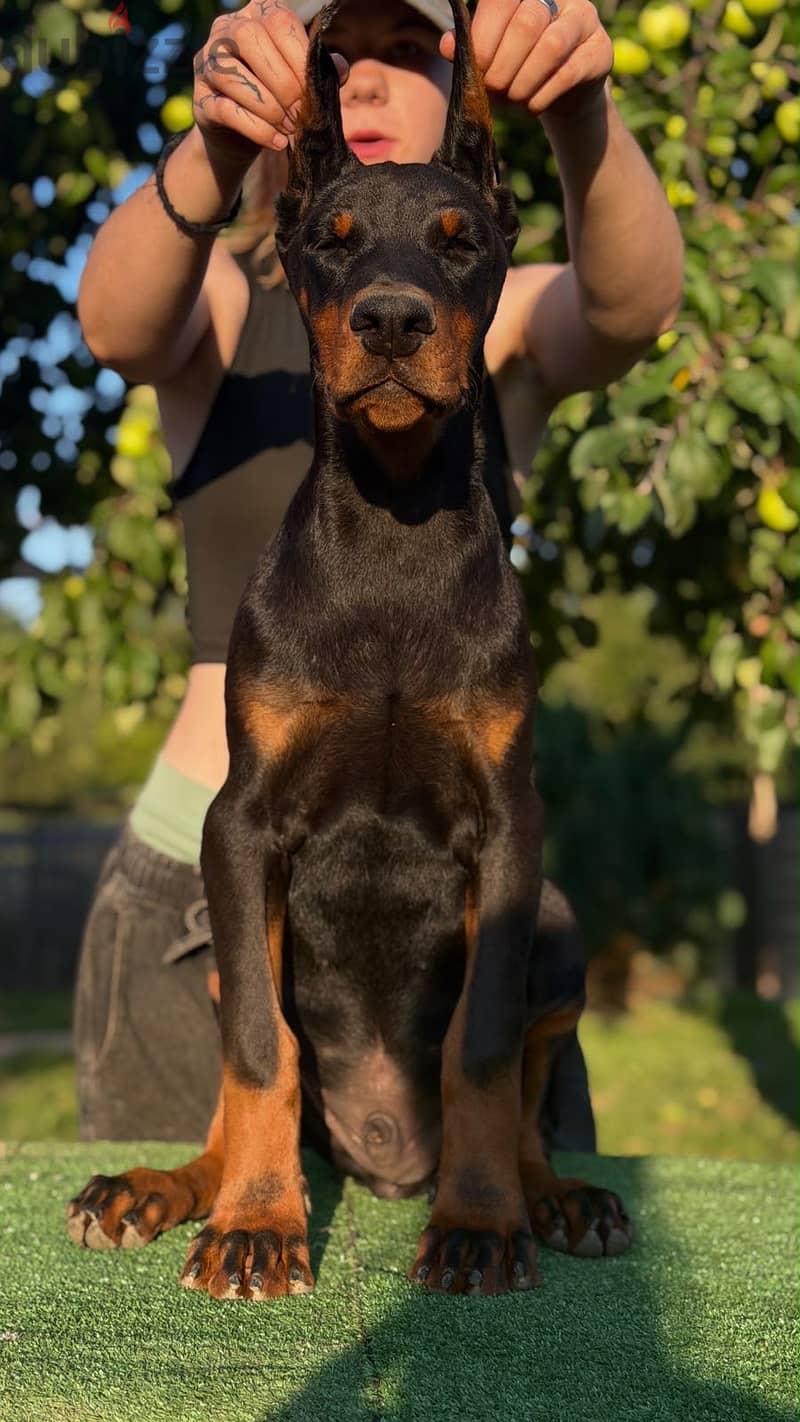 Imported Doberman puppy available boy order 12