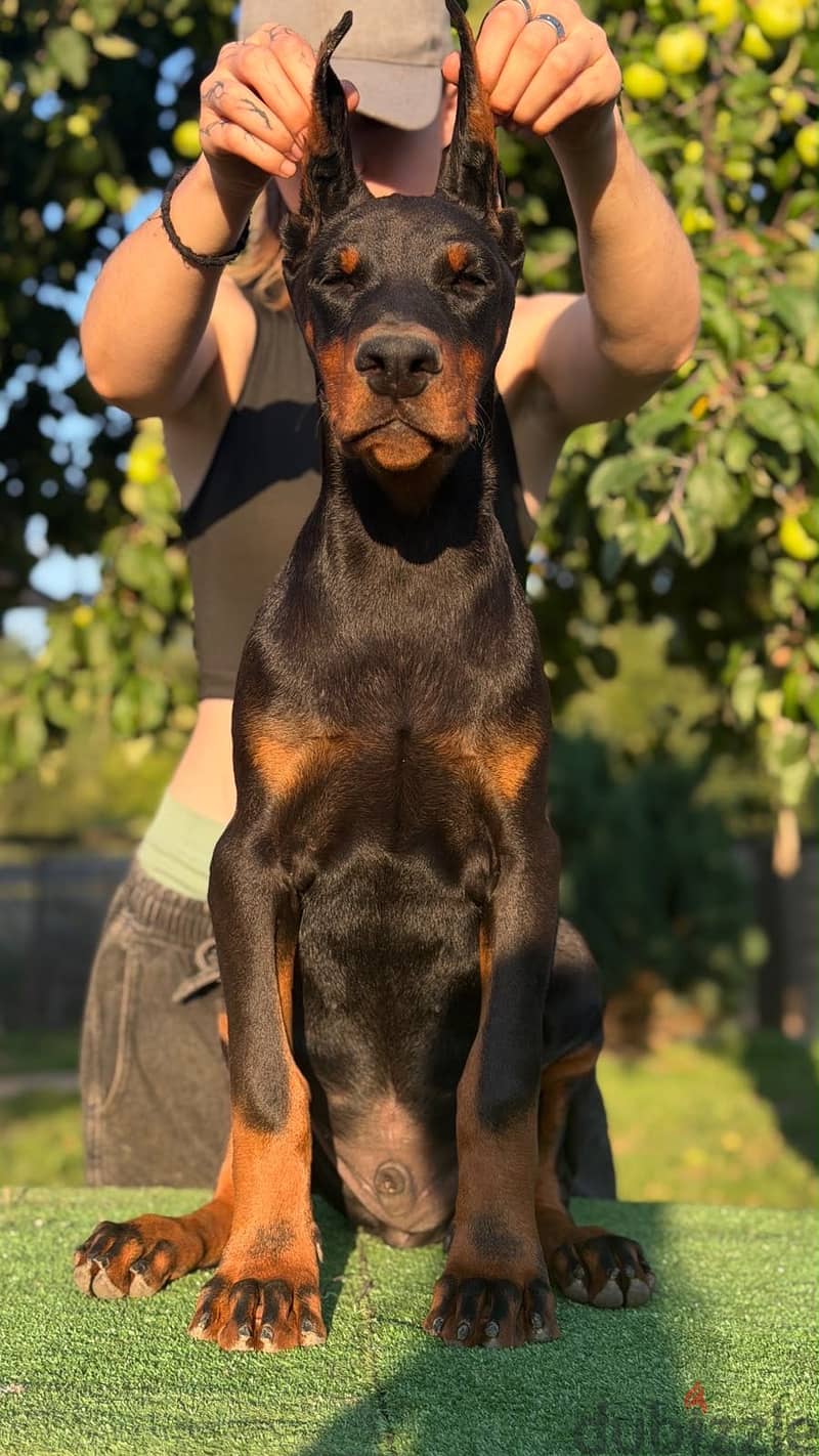 Imported Doberman puppy available boy order 13