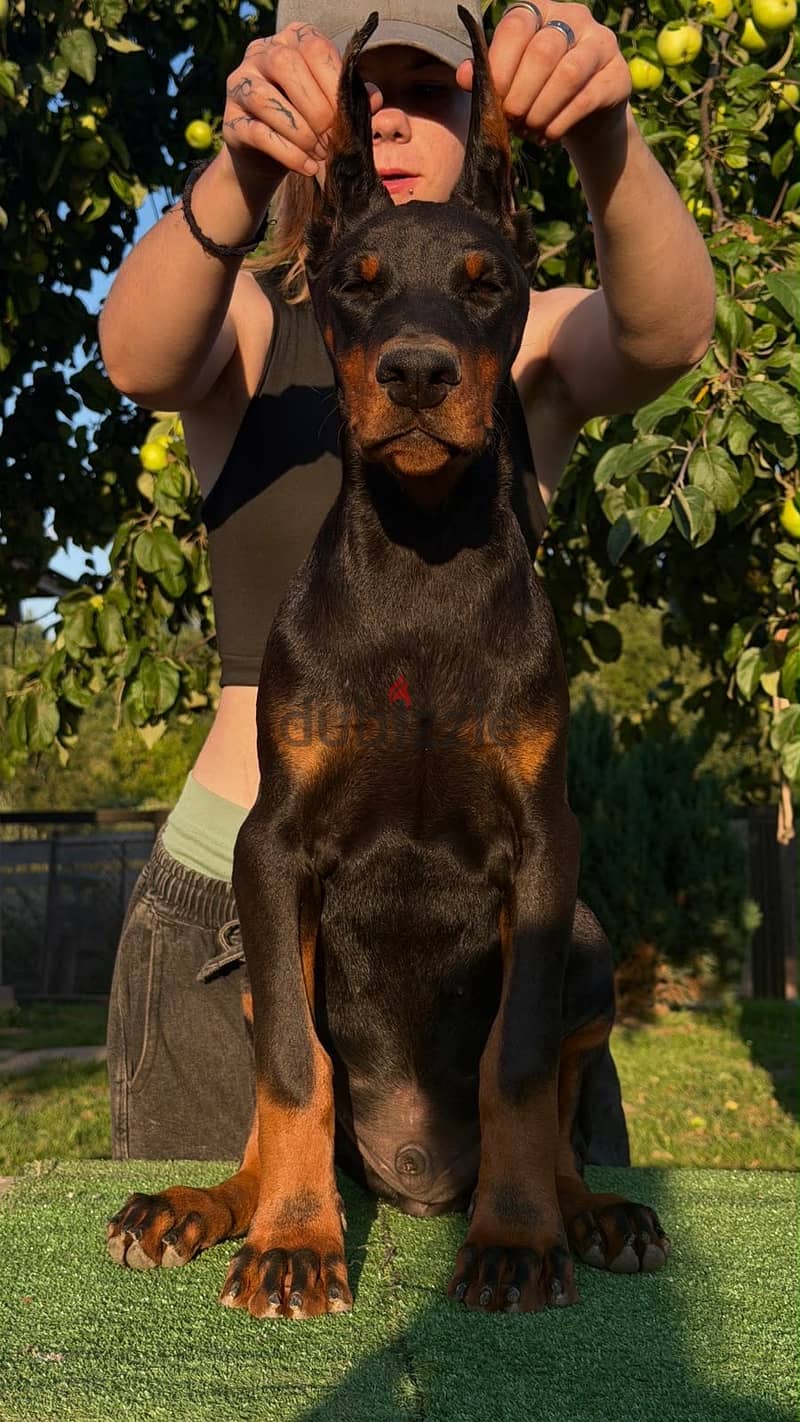 Imported Doberman puppy available boy order 14