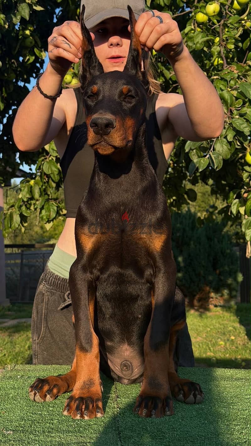 Imported Doberman puppy available boy order 15