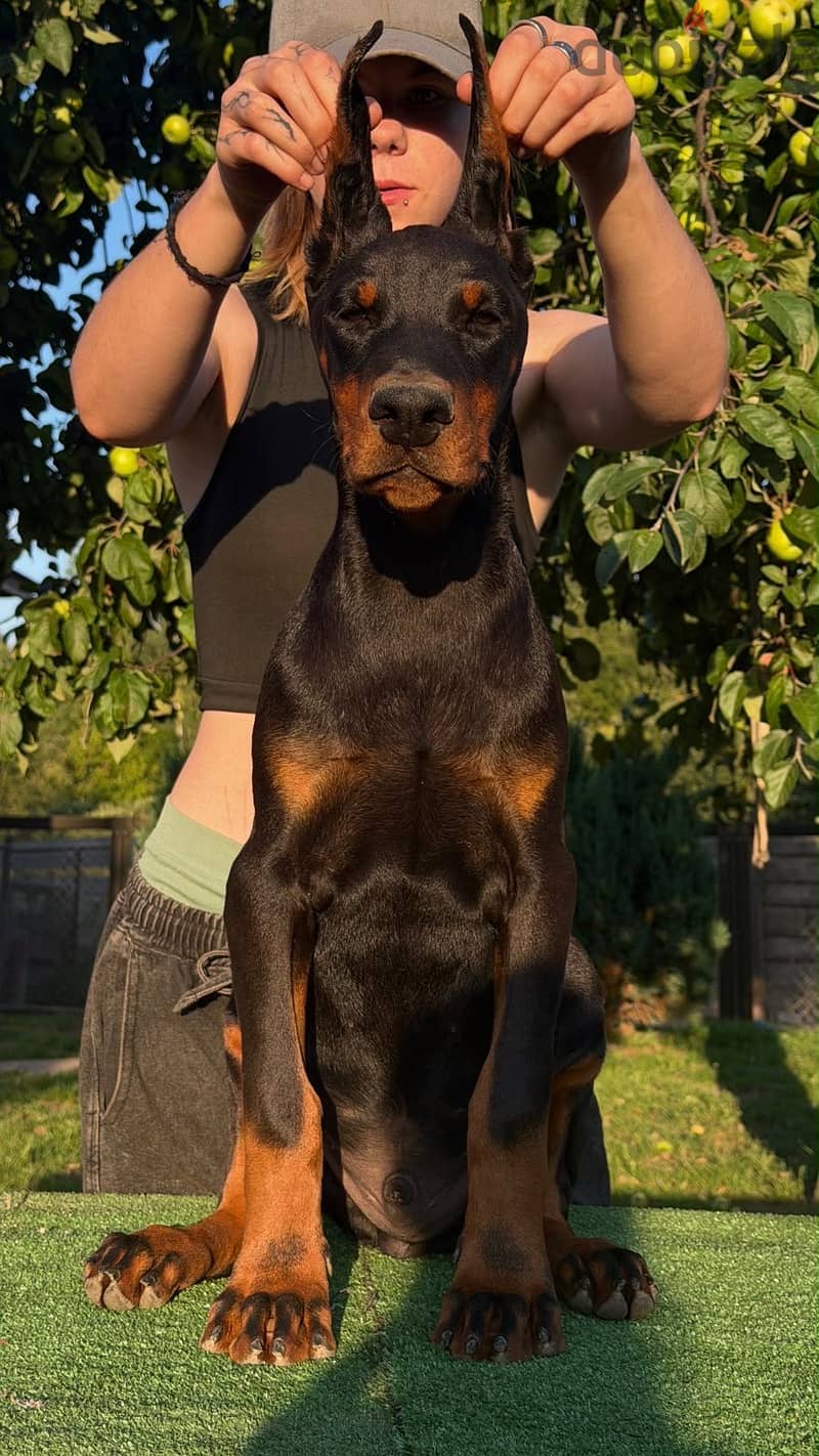 Imported Doberman puppy available boy order 16