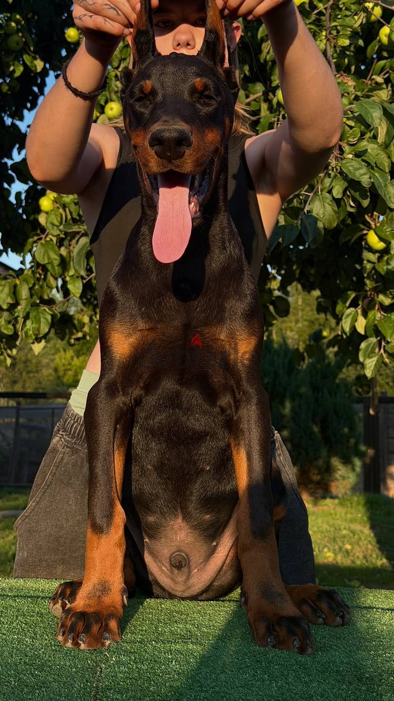 Imported Doberman puppy available boy order 17