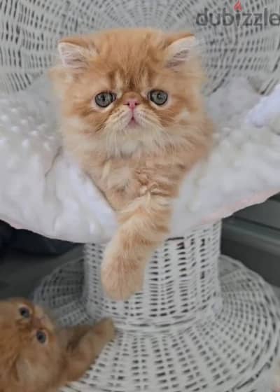 Persian kitten boy from Russia