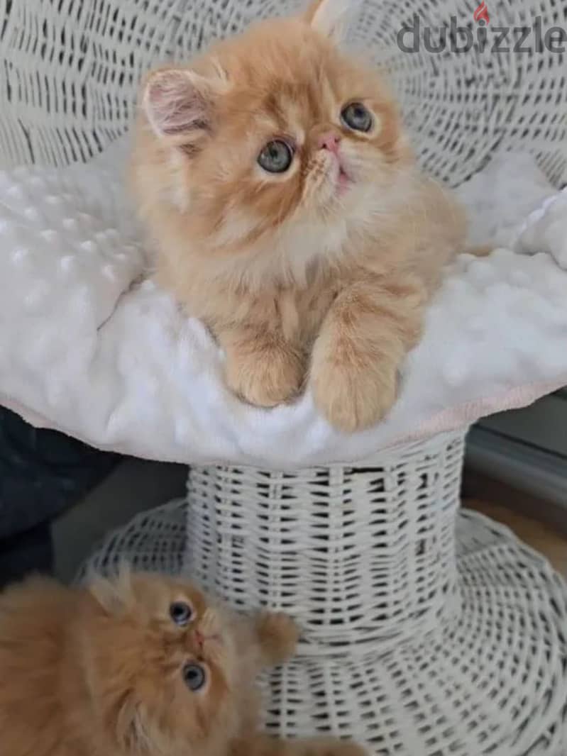 Persian kitten boy from Russia 1