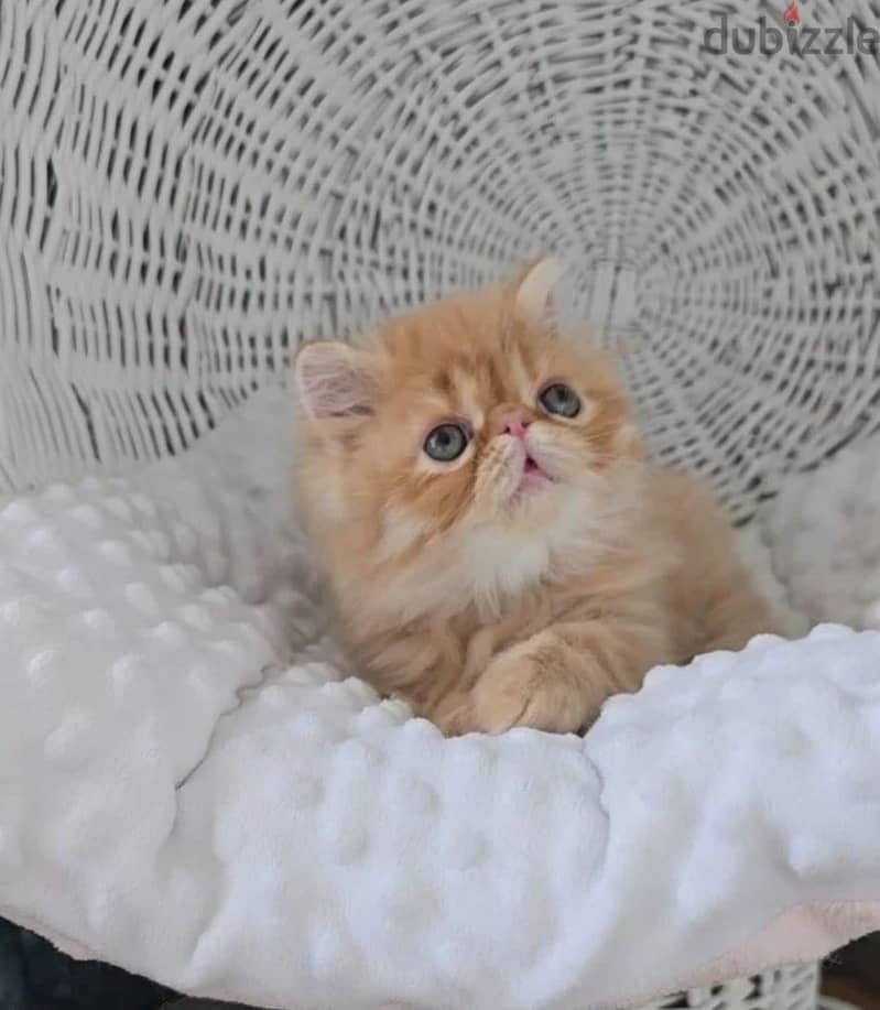 Persian kitten boy from Russia 2