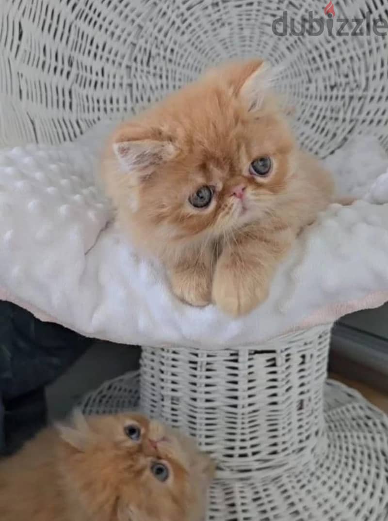 Persian kitten boy from Russia 3