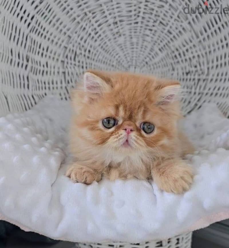 Persian kitten boy from Russia 4