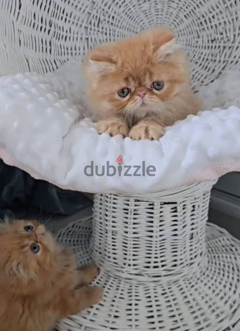 Persian kitten boy from Russia 5