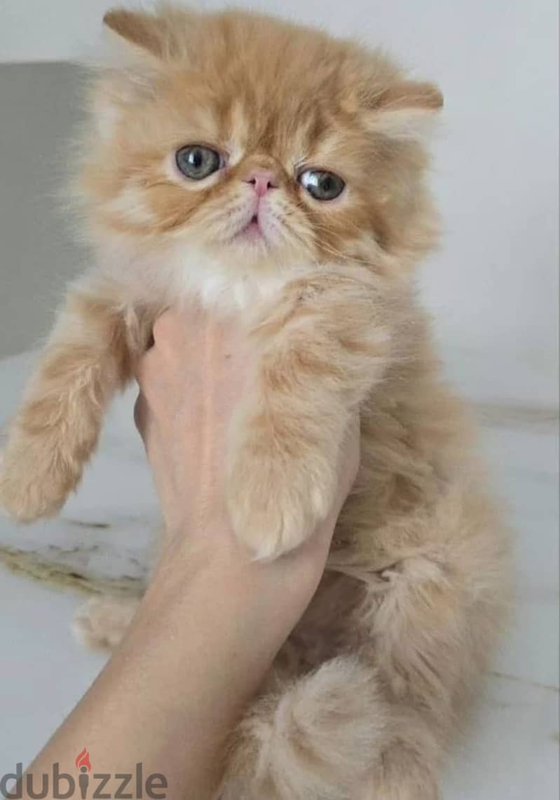 Persian kitten boy from Russia 6