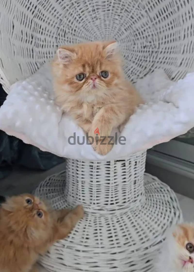 Persian kitten boy from Russia 7