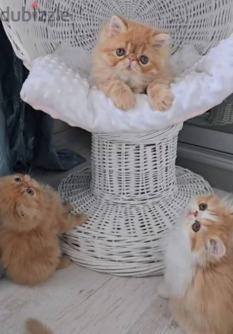 Persian kitten boy from Russia 8