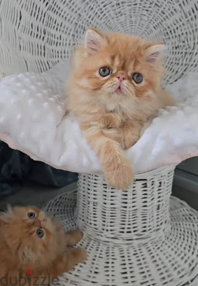Persian kitten boy from Russia 9