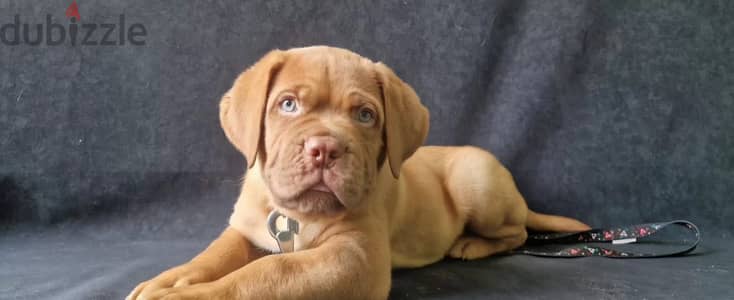 Dogue de Bordeaux puppy boy from Russia