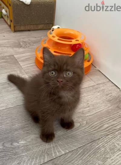 British shorthair kitten female from Russia