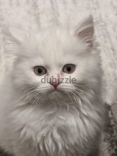 Persian cat 4 monthes