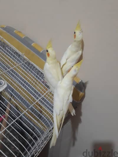 للبيع ٣ لاتيني وا إيزابيل متدربين