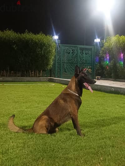 كلب مالينوا  دارك