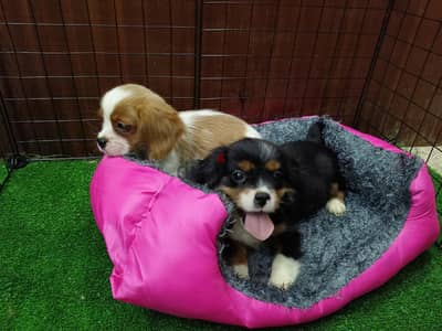 cavalier king Charles