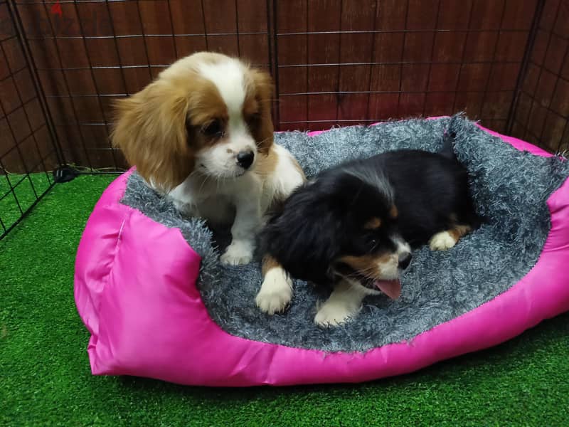 cavalier king Charles 1