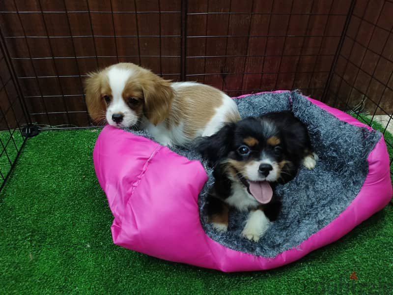 cavalier king Charles 2