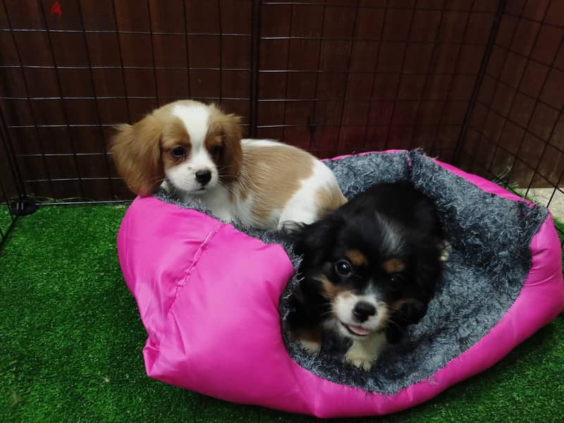 cavalier king Charles 3