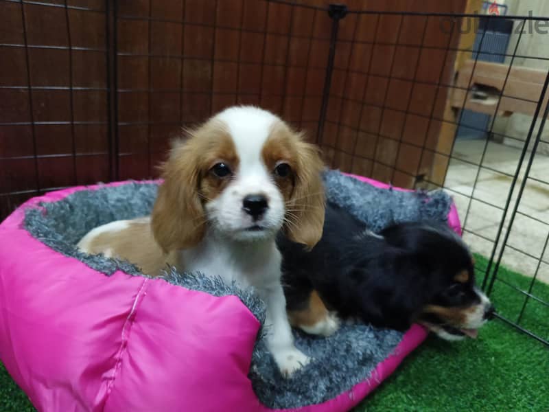 cavalier king Charles 4