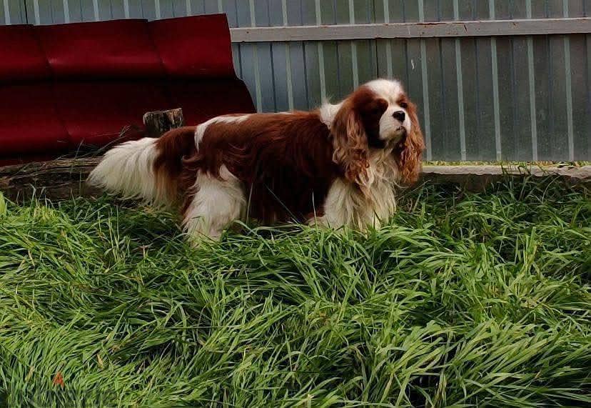 cavalier king Charles 5