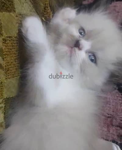 قطط راغدول