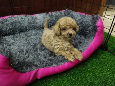 poodle 