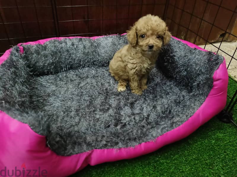 poodle  1