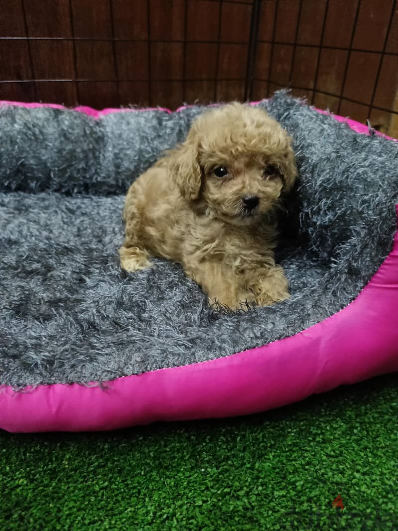 poodle  2