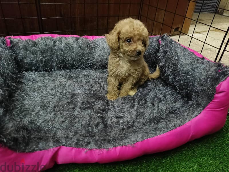 poodle  3