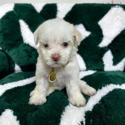 احلى واشيك بنوته هافانيز Havanese ميني عندها 45 يوم