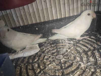 روز البينو شغال