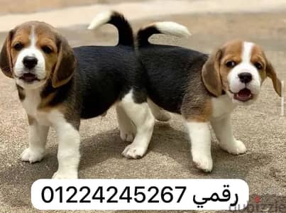 Beagle puupy بيجل