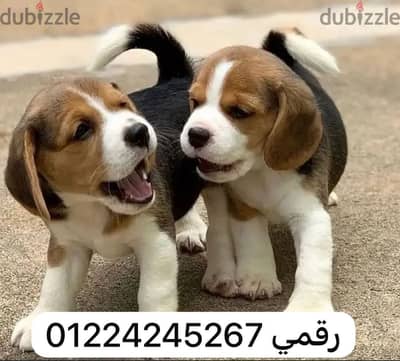 Beagle بيجل