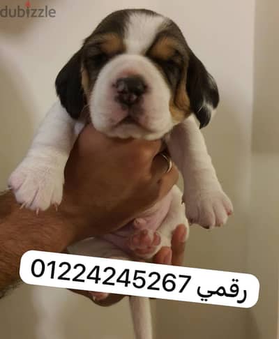 Beagle __ بيجل ٤٥ يوم __beagle