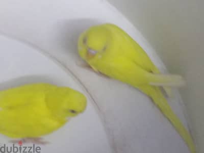 قص عصافير لاتيني عين حمرة  بالبيض والقفص والعش