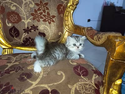 4 قطط شيرازي صغيرين