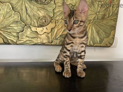 ٢ ذكر بنغال بيور للبيع | 2 Purebred Male Bengal Kittens for Sale