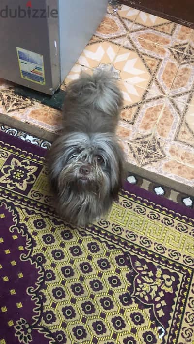 جراوى للبيع لسرعة دواعى السفر