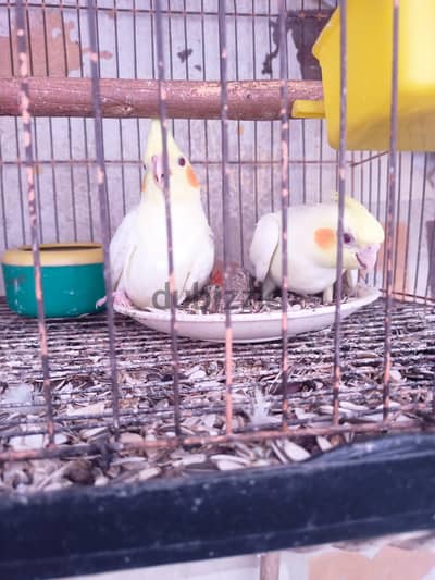 بيع فردين كوكتيل لاتيني عين حمراء