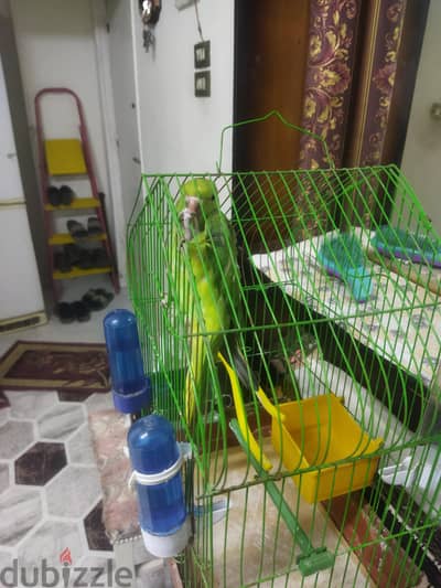 ببغاء دره هندى  للبيع